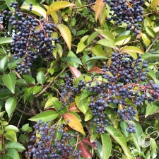 Broad Leaf Privet berries